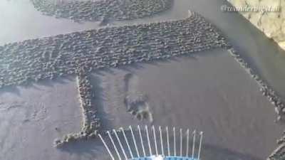 Calligraphy with a rake