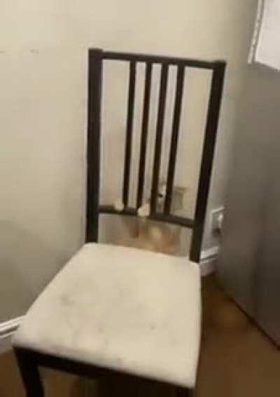 Cat is confused can't understand about the chair