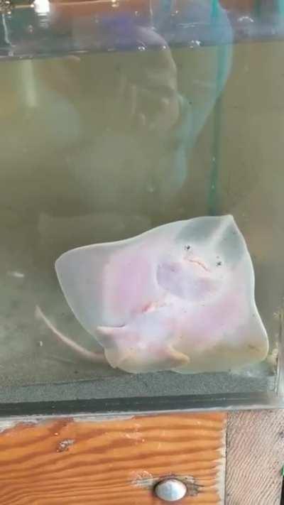 This baby stingray trying to get the food in his mouth