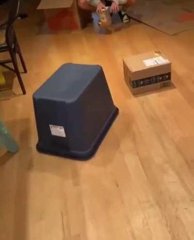 CAT fallS for dEadLY tRAP anD Is SaveD jusT bEFore sTARviNg