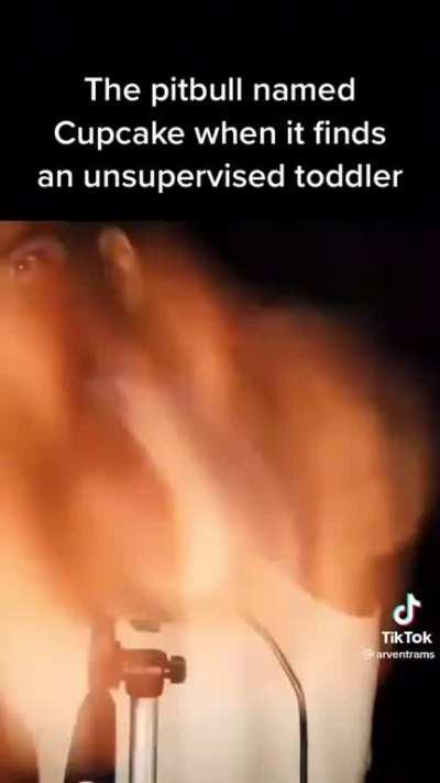 pitbull vs unsupervised toddler