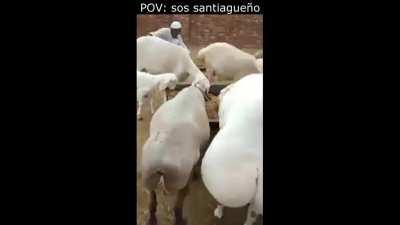 tengo hambre y no de asado