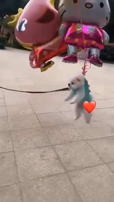 Flying dog
