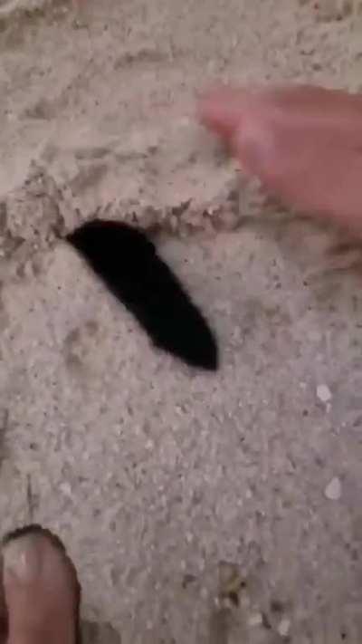 cat of the day 31 (he enjoy being bury ð¤