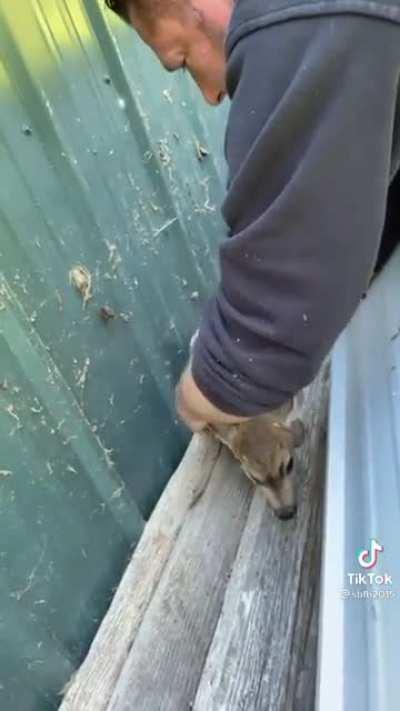 Helping a baby deer out of a tough situation