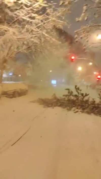 Tree breaks in half due to snow, Madrid (Spain),Today