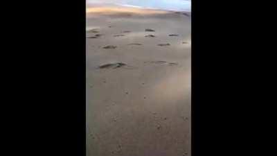 My crab people need me