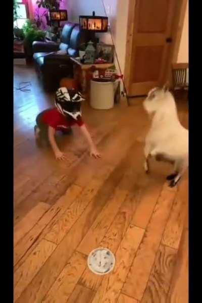 Small human and small goat headbutt each other