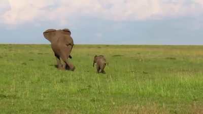 Baby elephant runs to mom for comfort during sudden panic.