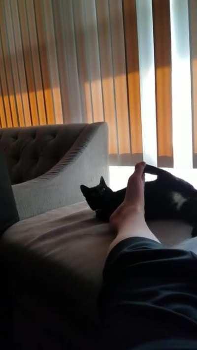 My Cat did Me an Atteck