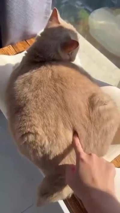 There is nothing better than petting a cat every day