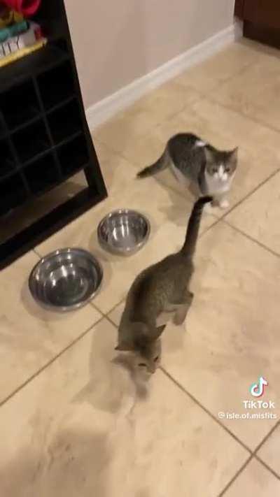 He’s just a kitten and already at a pack a day