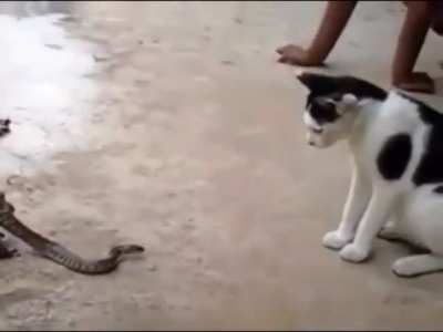 A snake fighting a cat while being eaten by a huge-ass frog