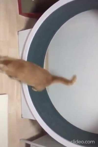 Cat running way up an exorcize wheel