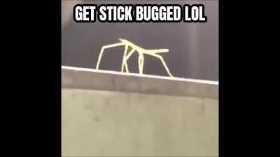 Josuke Gets Stick Bugged