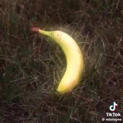 From the B I R D F E E D E R