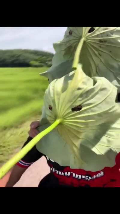 Caras fazendo malucos