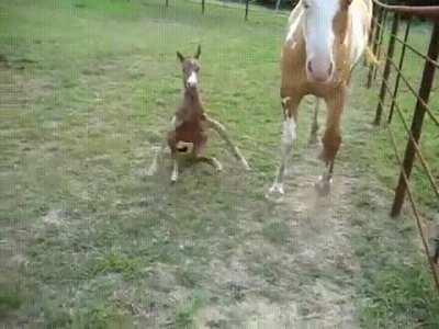 First day, new legs.