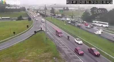 Parrot (A. aestiva) appears looking at road camera in Paraná, Brazil