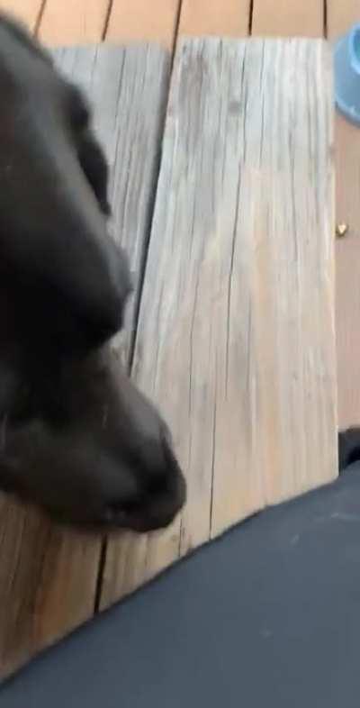 How much pride there is in them.