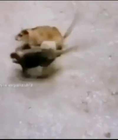 Uriel peleando contra su clon malvado