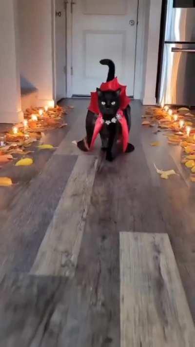 A black cat dressed as a vampire, dignified and cool