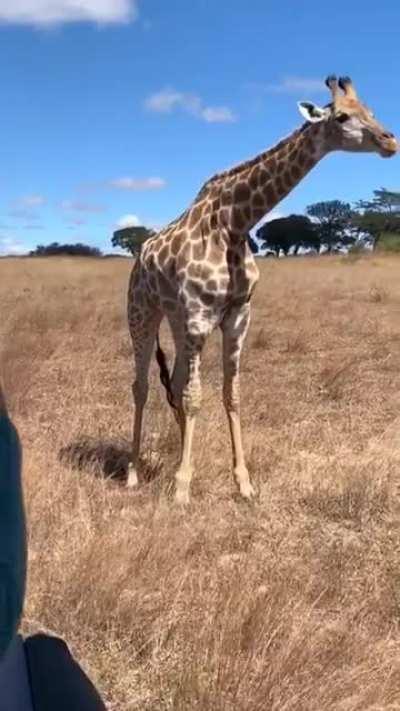 This giraffe eating grass