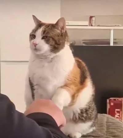 Kitty wants a scritch