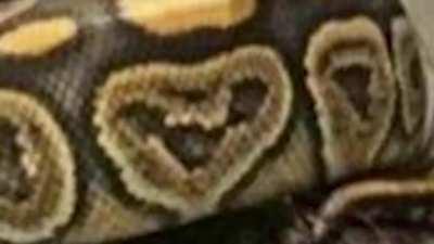 blursed_snek