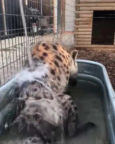 Posting yeen pics or videos every day until I get to pet one Day 446 bath time is always fun