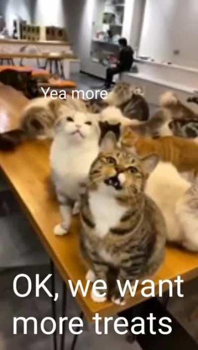 The cat union rep has spoken...