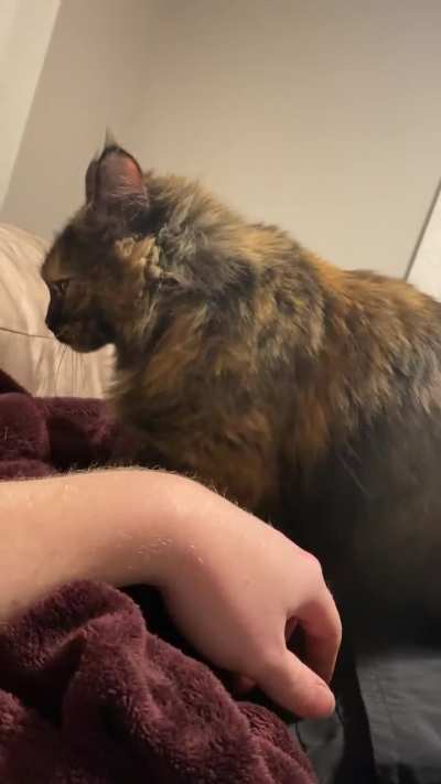 Take a lookiee at Wookiee