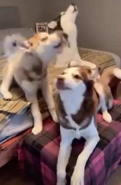 Хаски....ну вот просто Хаски....