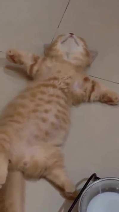 cAt sUfFOCAtes tO DEATH