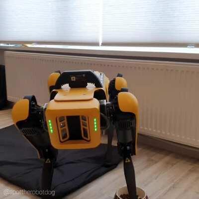 WHAT A NUTRIOUS MEAL FOR THE FAMILY DOG