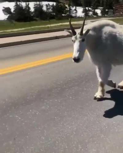 Absolute unit of a mountain goat.