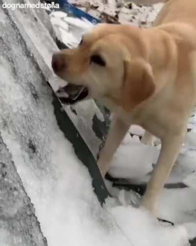 CHOMPCHOMPCHOMPCHOMPCHOMP