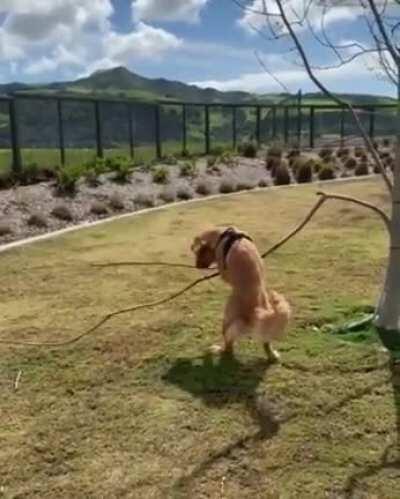 Free belly scratches