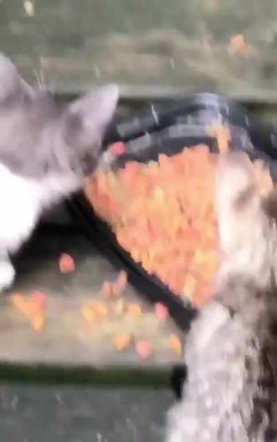 Sneaky racoon shares a meal with some kittens