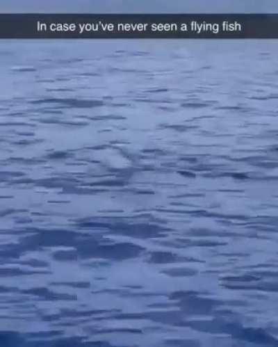 🔥 A flying fish glding next to a speedboat