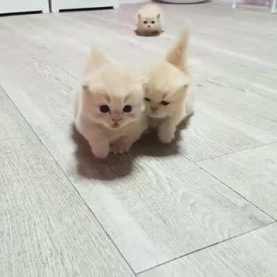 I could watch them walking all day