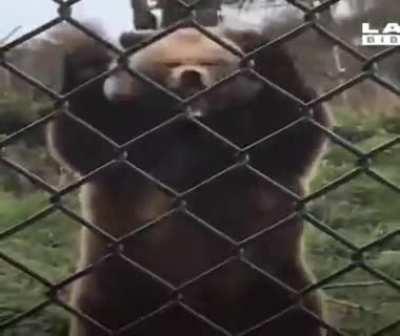 Invest in bear strippers. Sambadikamgitter!