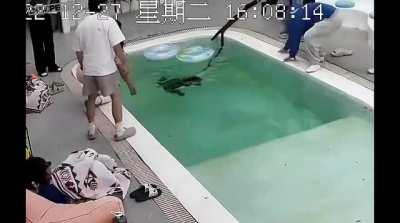 He is a good doggo, but not the smartest one.