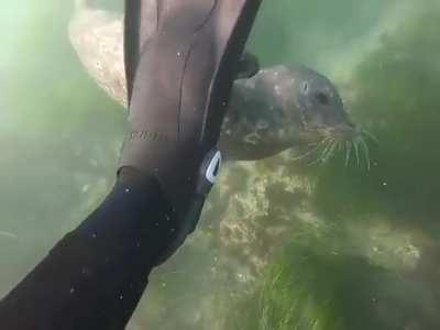 🔥 Seal checking out human's snorkeling gear