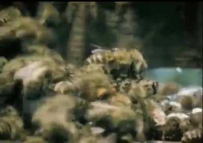 T34 vs leopard be like