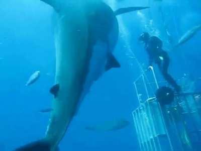 They named her Deep Blue - One of the largest great whites ever captured on film. 20 feet long, 5000+ pounds, ~50 years old.