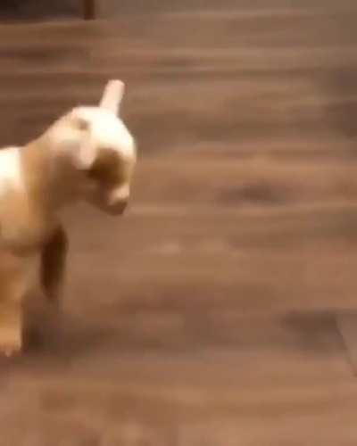 When you’re cute and you know it