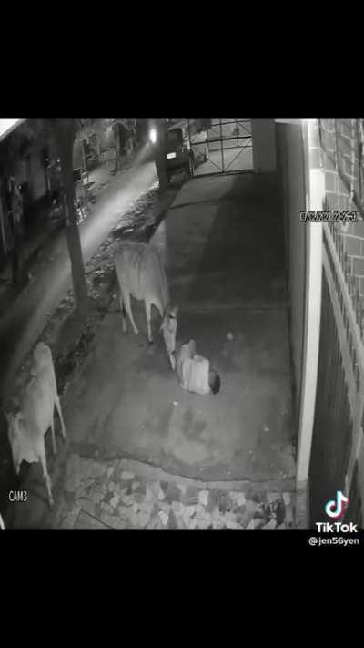 Cow takes care of passed out drunk guy