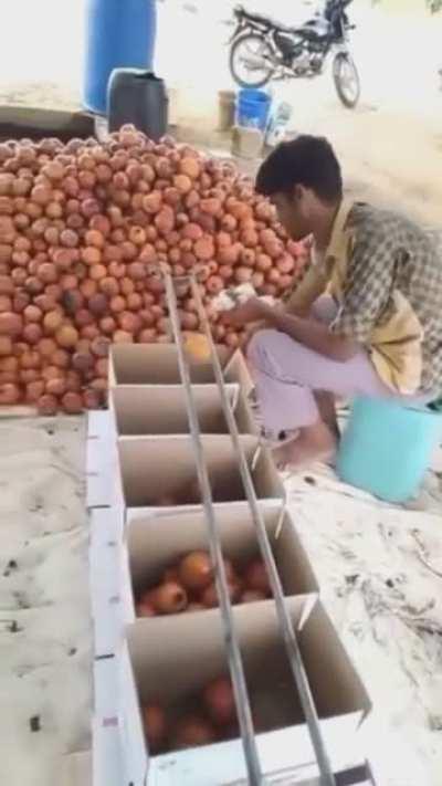 Sorting fruits according to size