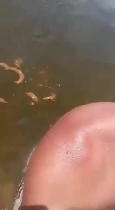 BORA TUBAROOES BORA BATISTA